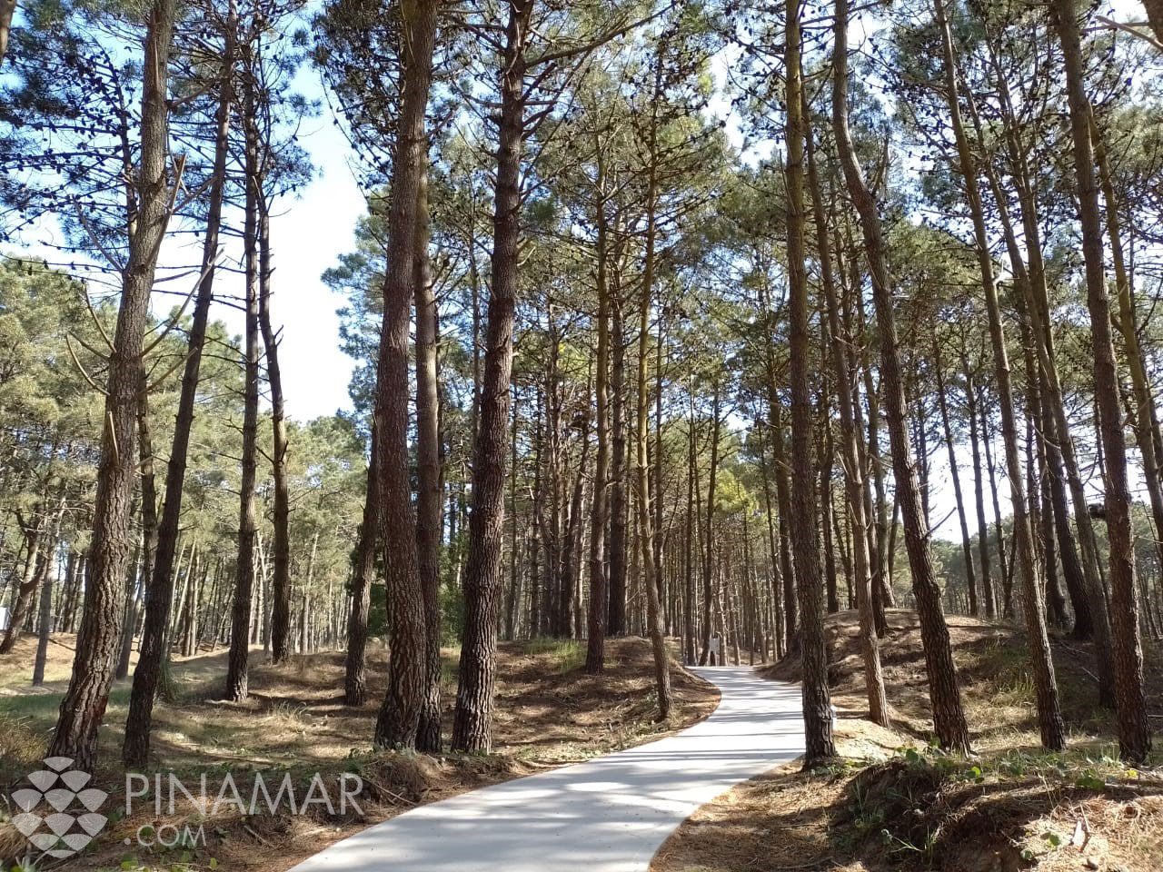 Bicisenda en el Bosque